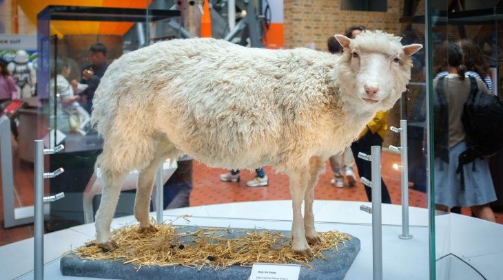 The Scientist Behind Dolly the Cloned Sheep