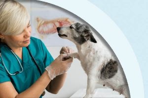 Veterinary Hygiene Supplies